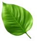 3d green leaf